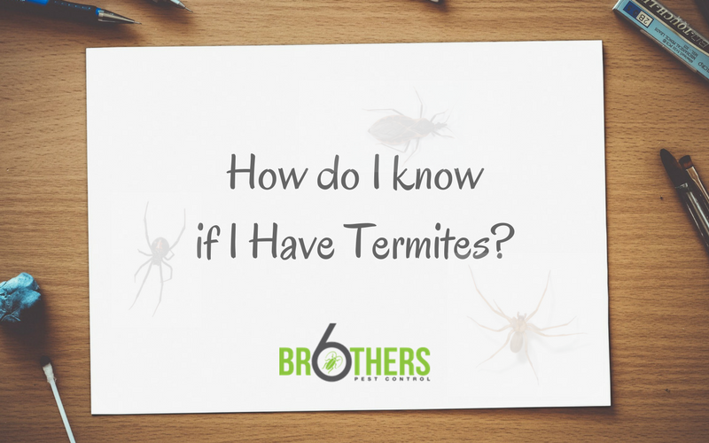 How Do I Know if I Have Termites?