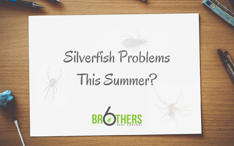 Silverfish Problems This Summer?