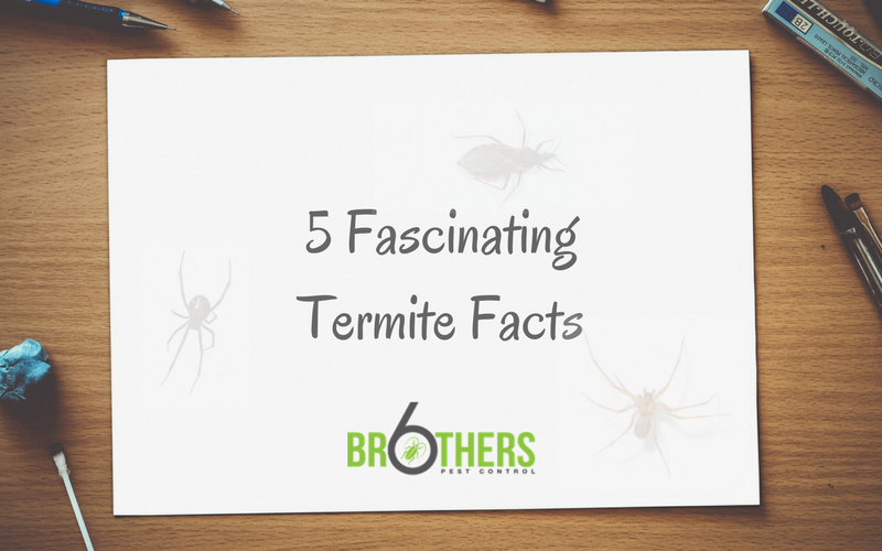 Five Fascinating Facts About Termites