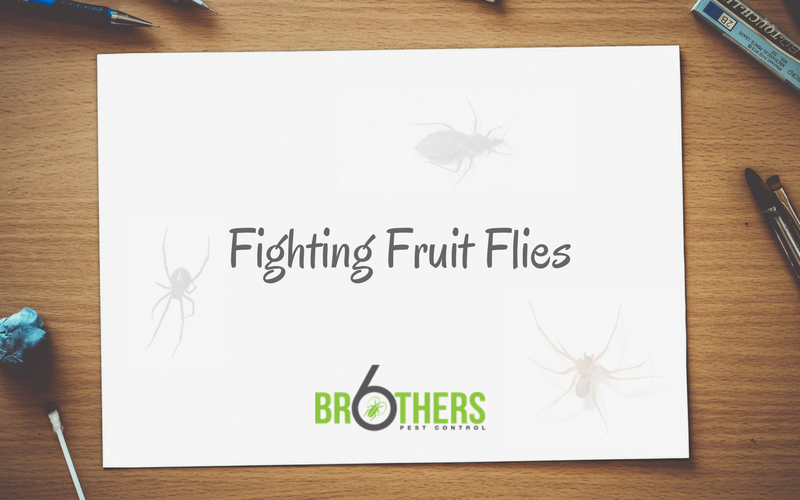 Fighting Fruit Flies