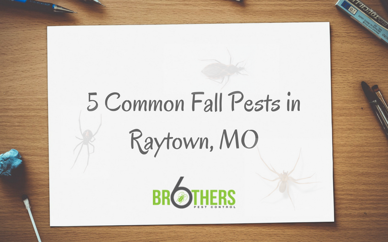 5 Common Fall Pests in Raytown, MO