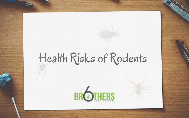 Health Risks of Rodents