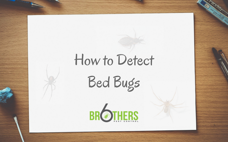 How to Detect Bed Bugs on Your Property Before It’s Too Late