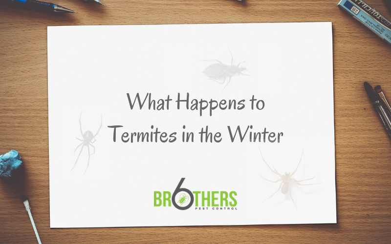 What Happens to Termites in the Winter?