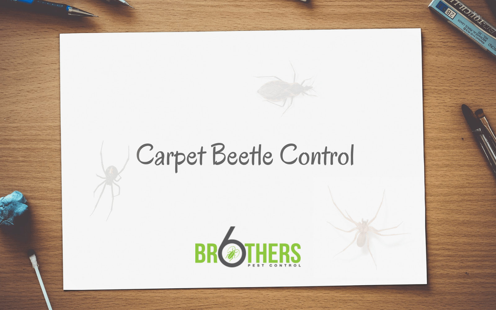 Carpet Beetle Control 