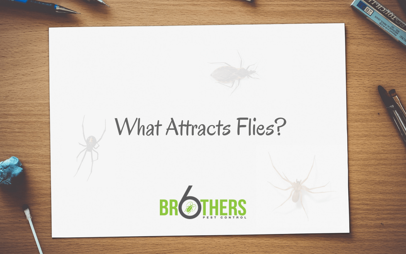 What Attracts Flies? 
