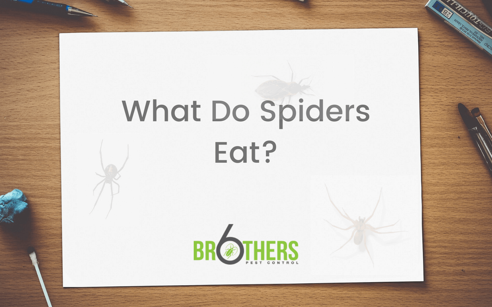What Do Spiders Eat?
