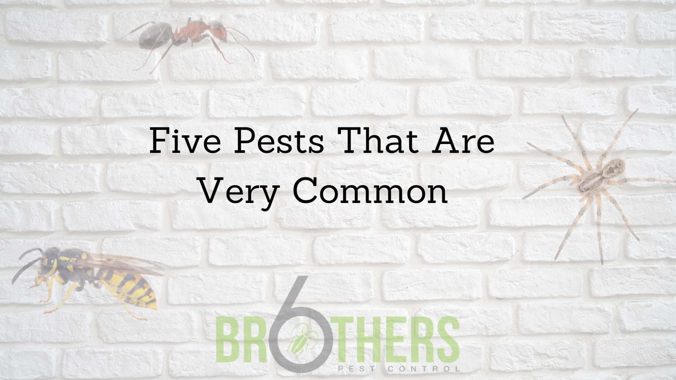 Five Pests That Are Very Common