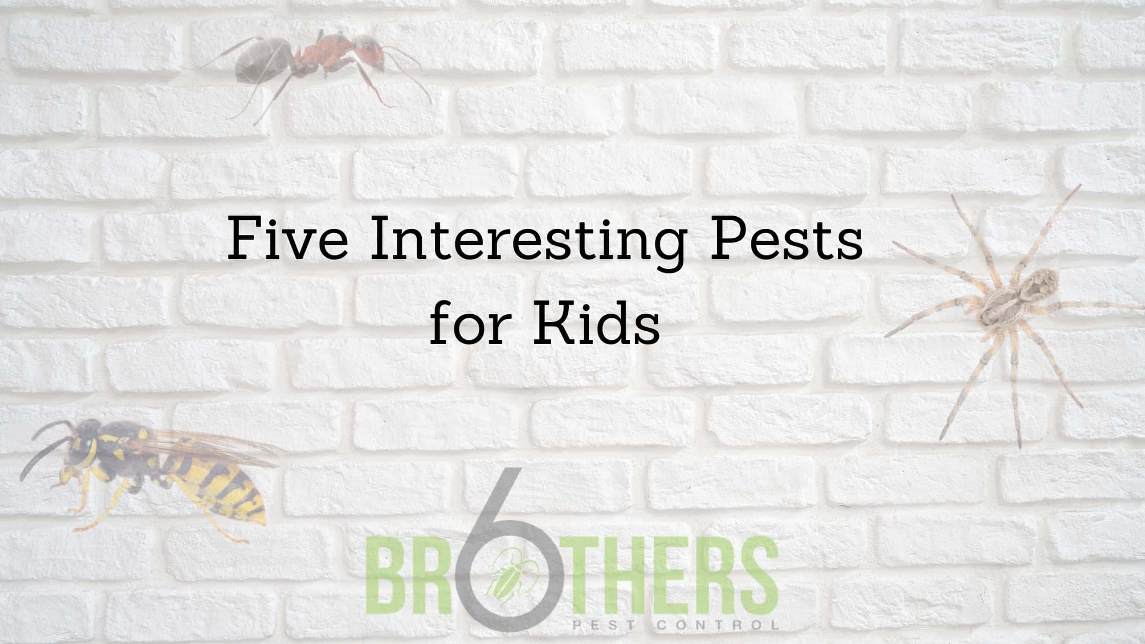 Five Interesting Pests for Kids