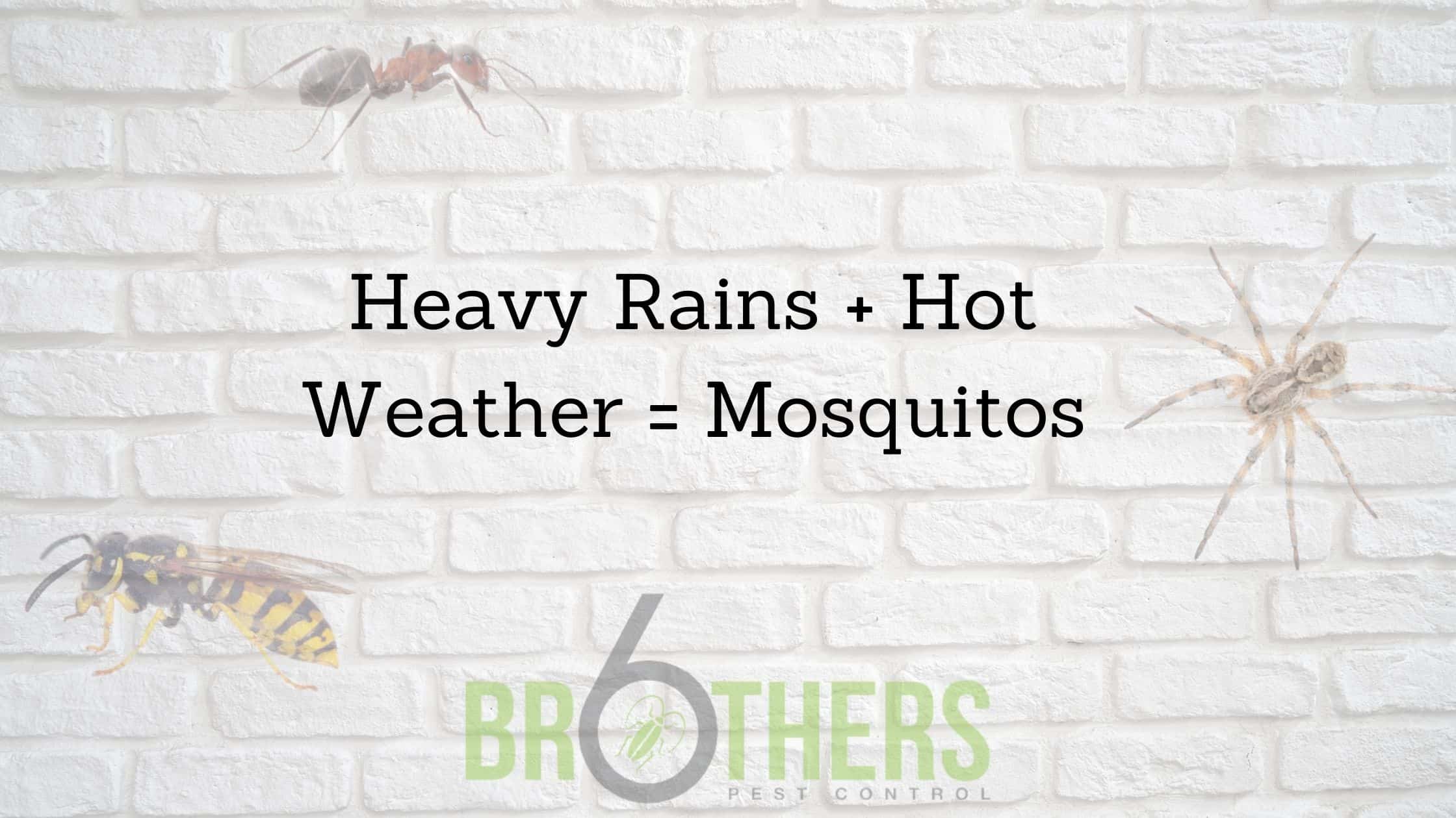 Heavy Rains + Hot Weather = Mosquitos