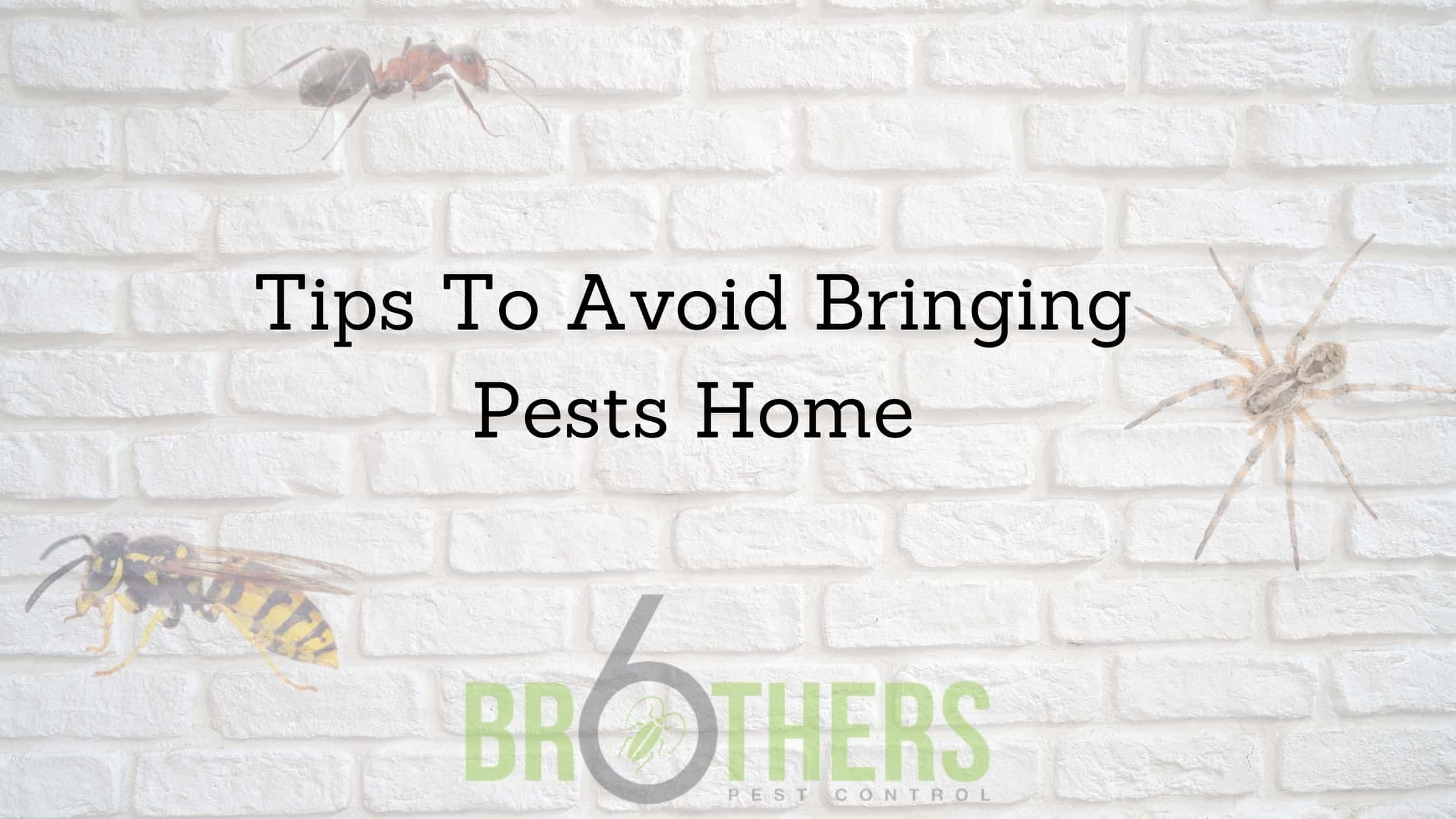 Tips To Avoid Bringing Pests Home