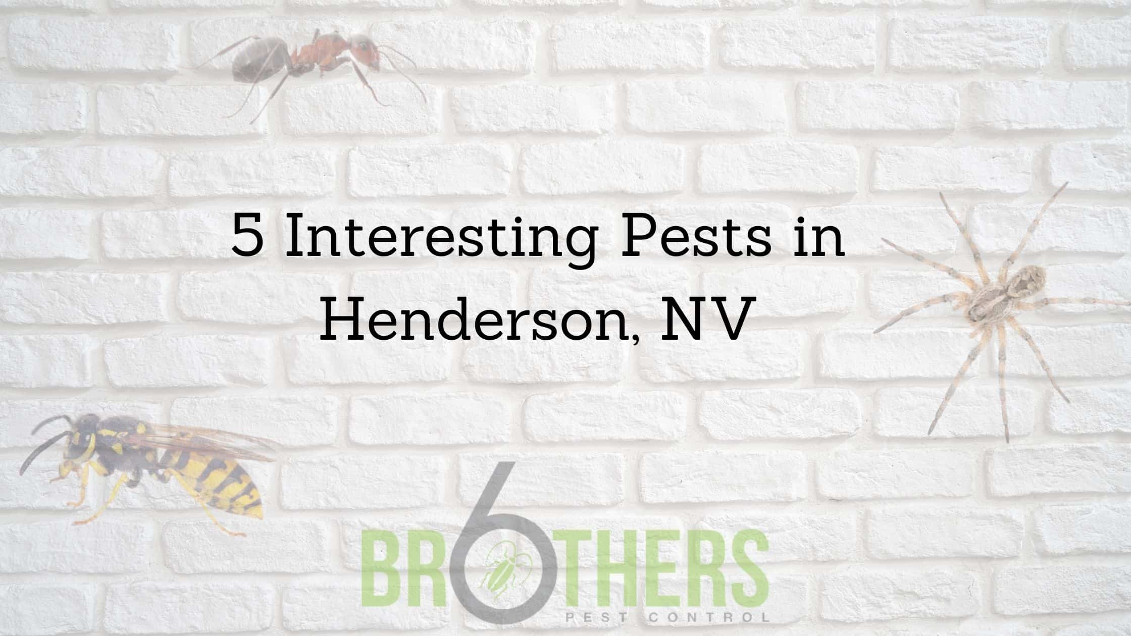 5 Interesting Pests in Henderson, NV