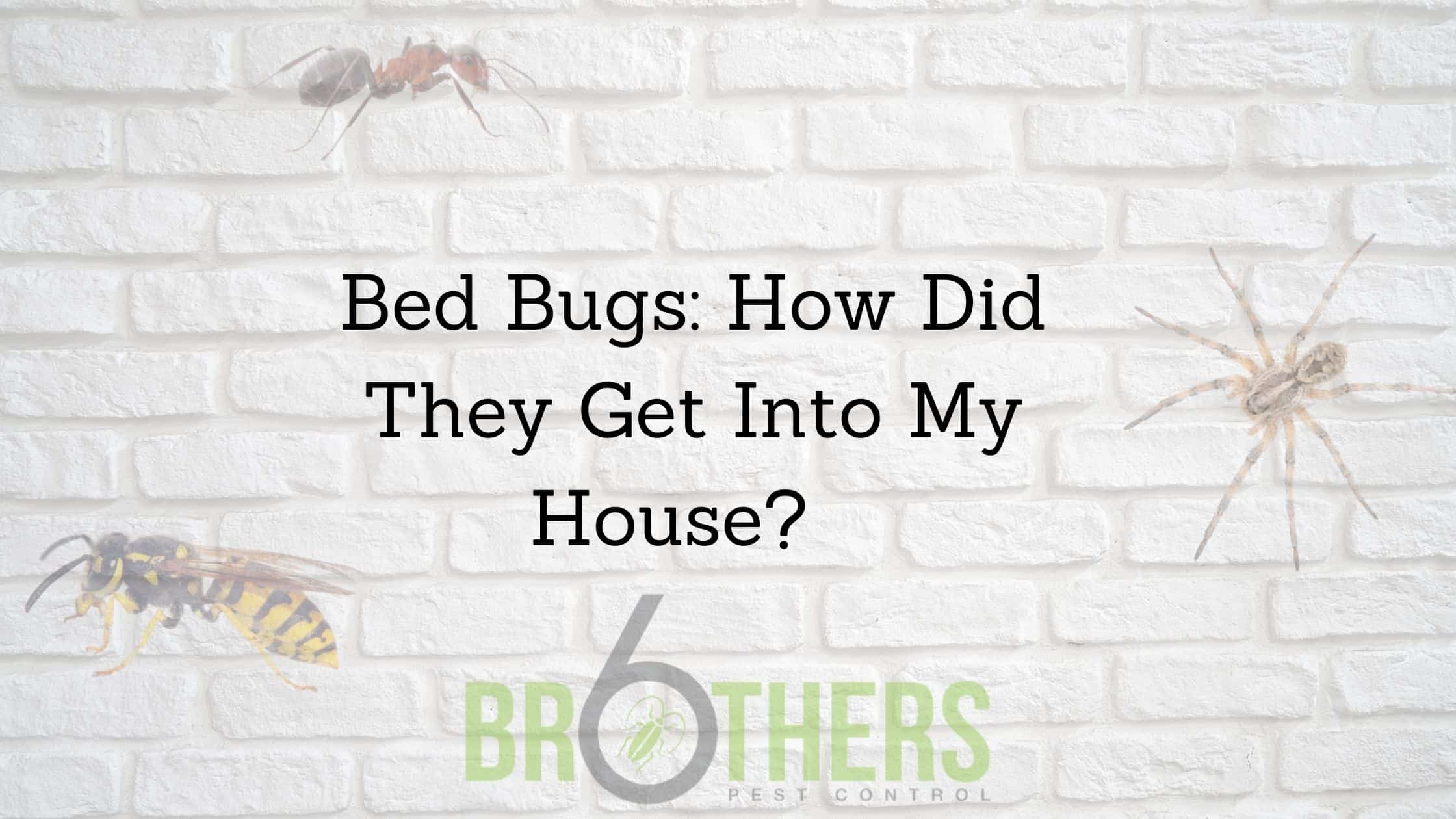 Bed Bugs: How Did They Get Into My House?