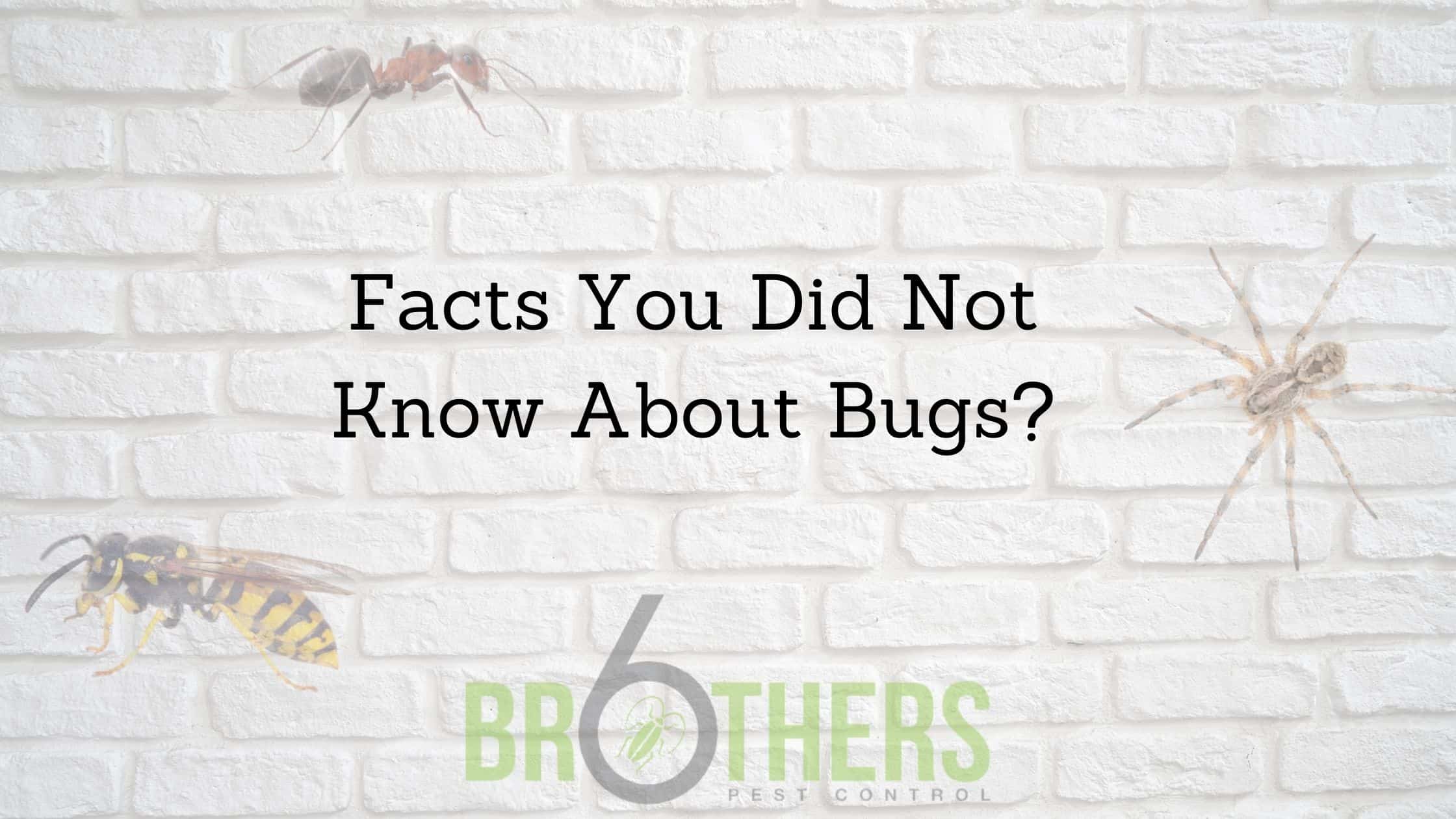 Facts You Did Not Know About Bugs?